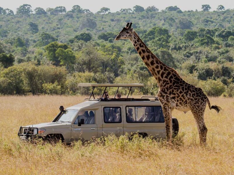 Chimpanzee Tracking Rwanda