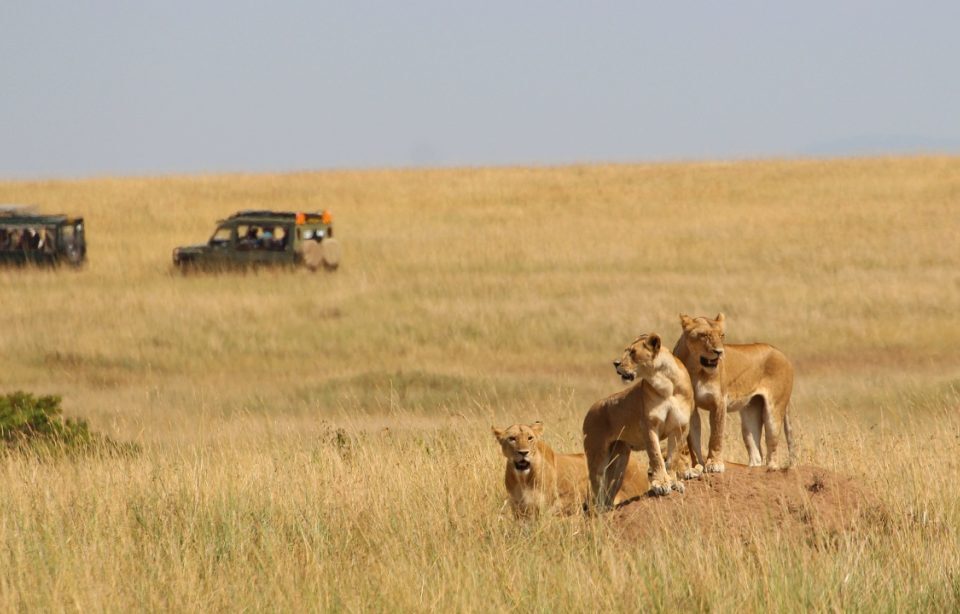 the-big-five-safari-odyssey-in-africa