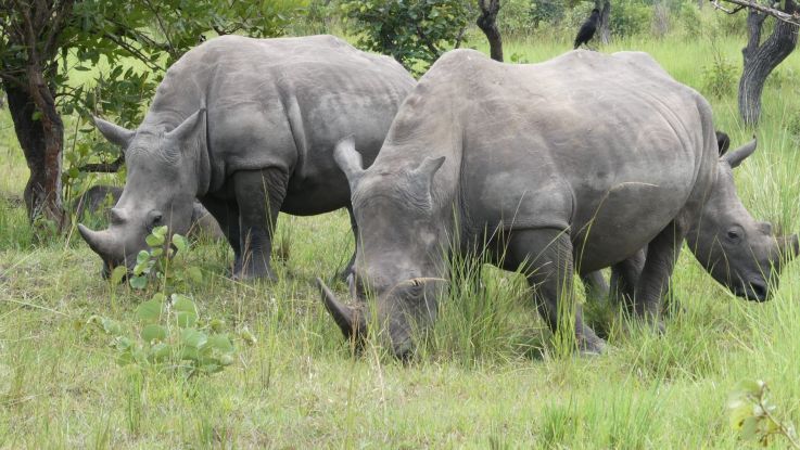 budget-big-five-safaris-in-uganda