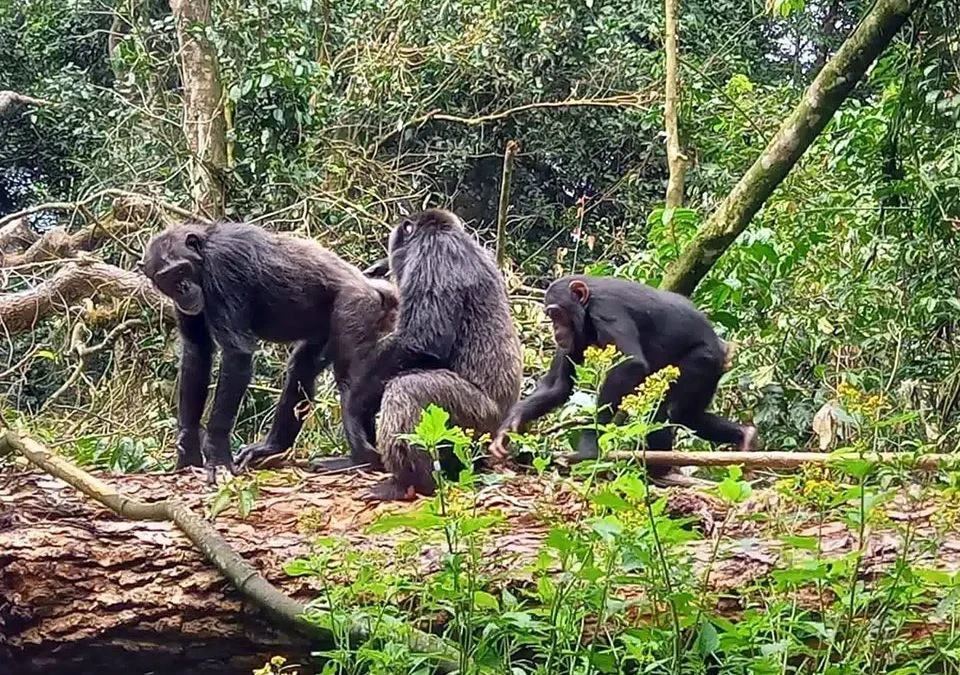 chimpanzee-tracking-in-kalinzu-forest-chances-to-see-them