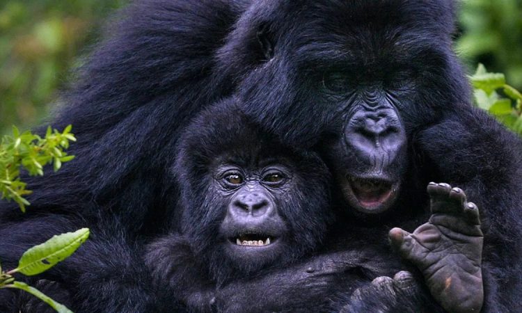 budget-gorilla-trekking-in-uganda-costs-tips-savings
